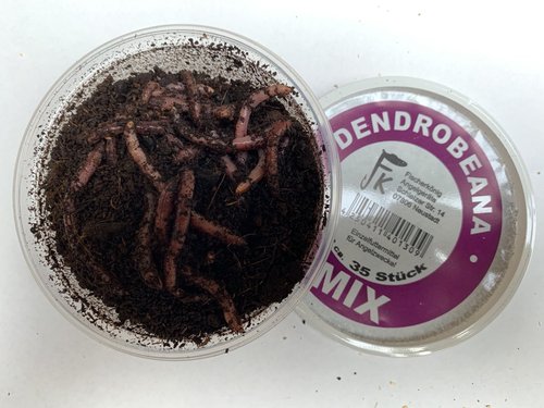 Dendrobena Mix in PVC Dose
